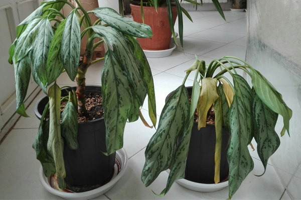 علت زرد شدن برگ گیاه آلونما